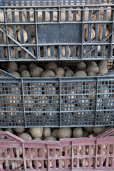 fresh organic potatoes in the field. Planting potatoes in the ground. Beds with potatoes