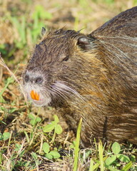 close up of a animal in spring
