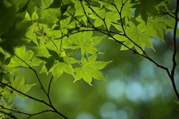 Obraz premium 青もみじ 