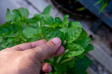Hand-holding basil leaves grown by organic, organic, natural systems.