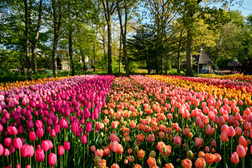 Blooming tulips flowerbed in Keukenhof flower garden, also known as the Garden of Europe, one of the world largest flower gardens and popular tourist attraction. Lisse, the Netherlands.