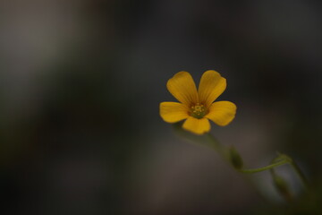 カタバミの花のアップ