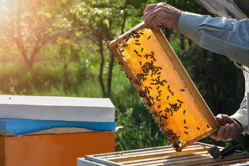Beekeeper working collect honey. Beekeeping concept. Farmer wearing bee suit working with honeycomb...