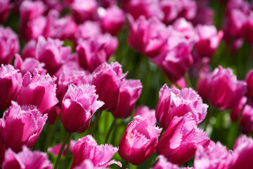Obraz premium Blooming pink tulips flowerbed in Keukenhof flower garden, also known as the Garden of Europe, one of the world largest flower gardens and popular tourist attraction. Lisse, the Netherlands.