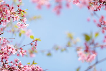 青空と桜の花のアップでフレーム