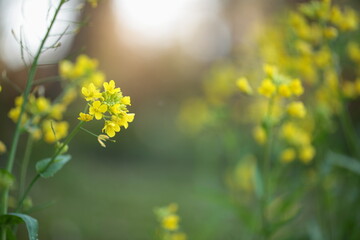 菜の花のアップ