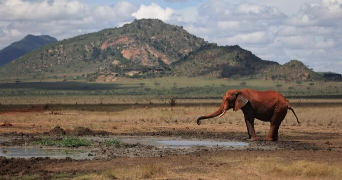 An elephant drinks water in the Tsavo reserve