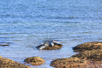 A scenic view of seals resting on a tiny rock of the Scottish coast