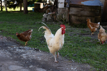 Several red, farm chickens eating some corn in the countryside. Farming and Pet Concept
