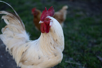 Several red, farm chickens eating some corn in the countryside. Farming and Pet Concept