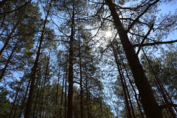 Obraz premium summer in Latvia