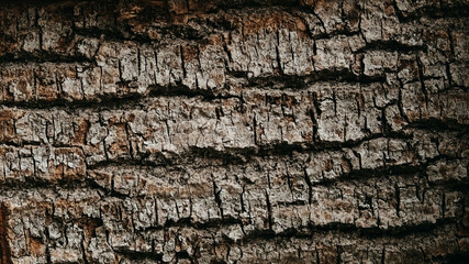 Old tree bark as a background texture