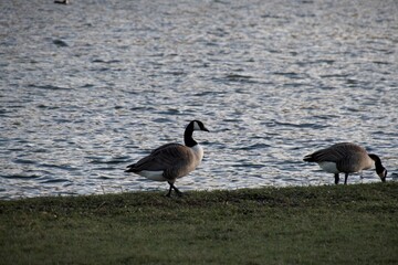 country goose on the lake