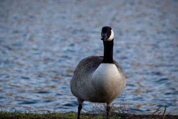 Fototapeta premium country goose on the lake
