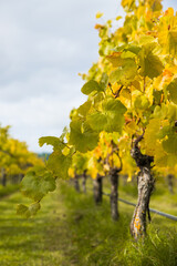 bright sunny lit grape on a vineyard, winery in Martinbourough New Zealand