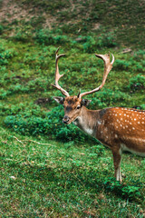 Dappled deer. A sika deer with antlers. Cervus nippon