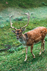 Naklejka na ściany i meble Dappled deer. A sika deer with antlers. Cervus nippon
