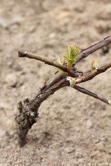 New green leaves on the vine in the spring. The beginning of a new crop