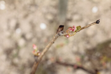 New red leaves on a vine in the spring. The beginning of rapid growth