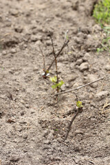 Annual grape cuttings with new green leaves in open ground. The wintering was successful
