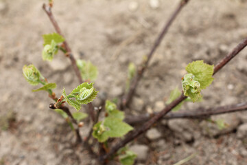 New leaves on vine in the spring. Winter resistant grape variety