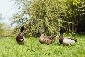 Colorful three ducks in spring .Beautiful landscape with birds