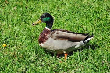 Naklejka na ściany i meble Close-up of a male duck or mallard against a background of green grass