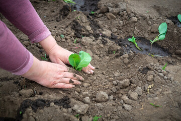 Planting seedlings of cabbage in the spring in open ground in the garden. Hands of a farmer woman close-up while working.