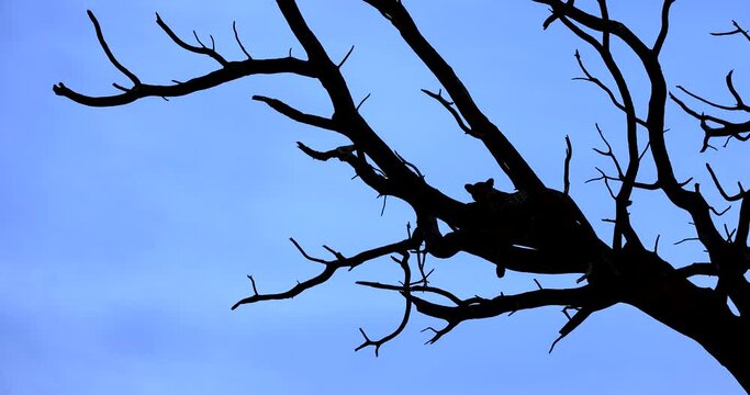 A leopard rests in a tree in the Tsavo Game Reserve
