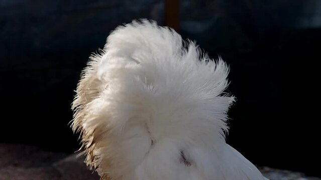 white decorative dove jacobin