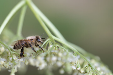 Close-up of a small honey bee sitting on the back of a bent meadow flower in front of a green...