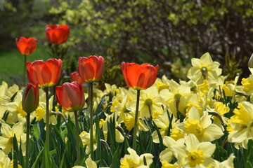 The first tulips in spring, Sainte-Apolline, Québec, Canada