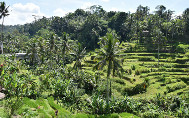 Fototapeta na wymiar Tegallalang Rice Fields 2