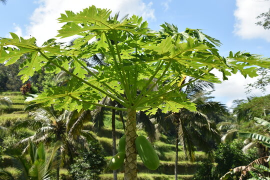Young Papaya Tree in Bali