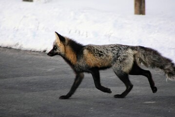 Fototapeta na wymiar A fox runs across the street on a snowy afternoon