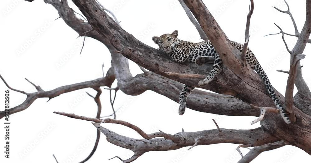 Wall mural a leopard rests in a tree in the tsavo game reserve