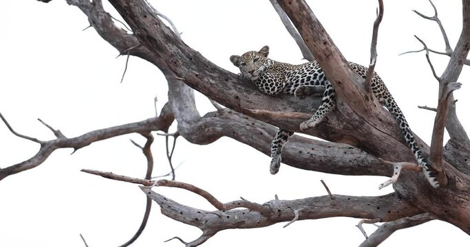 A leopard rests in a tree in the Tsavo Game Reserve