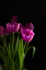 Pink tulips on black background