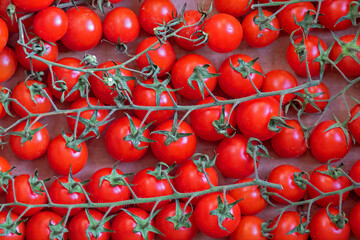Red cherry tomatoes on vine