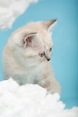 Close up of a muzzle of Scottish kitten with blue eyes sitting on a blue background.