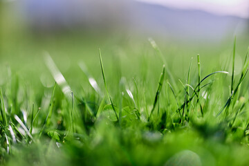 Spring nature with young green grass in close-up