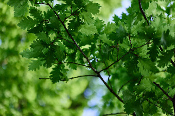 Fototapeta na wymiar Oak leaves close-up, green spring tree crown sunlight