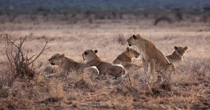 A family of lions rest in the Tsavo reserve