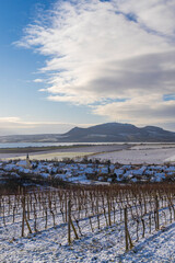 Winter vineyards under Palava near Sonberk, South Moravia, Czech Republic