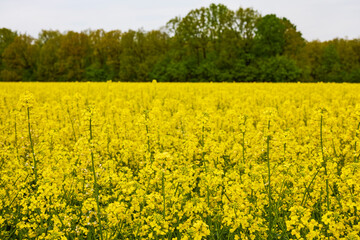 Obraz premium pictures of an agricultural field with flowering rapeseed