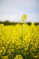 pictures of an agricultural field with flowering rapeseed