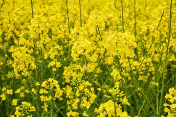 pictures of an agricultural field with flowering rapeseed