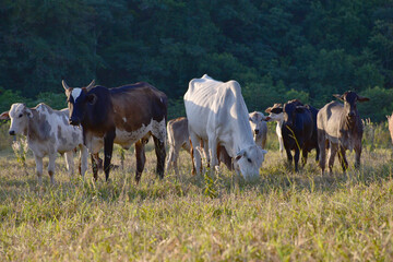 Group of Nellore (Bos taurus indicus) cattle grazing in the field at sunset. Beef cattle in a farm in countryside of São Paulo State, Brazil. A group of Zebu cattle being herd through a field.
