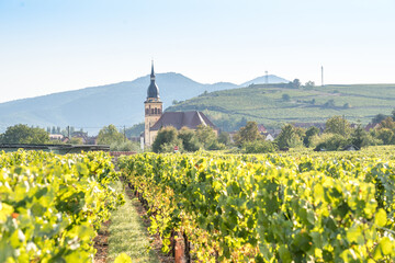 Vineyard with old church in Alsace, France
