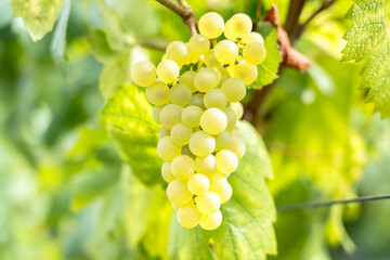 Champagne vineyards, France